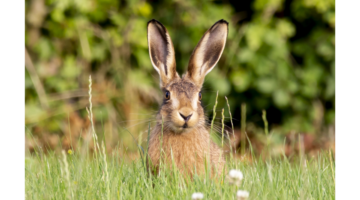 Tularemia: una zoonosi rara e pericolosa