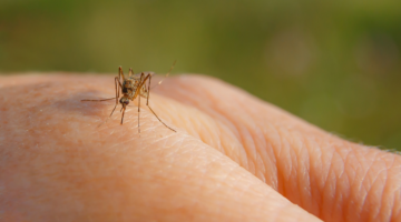 Virussen overgedragen door muggen...