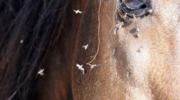 Dermatite de verão recorrente nos equídeos