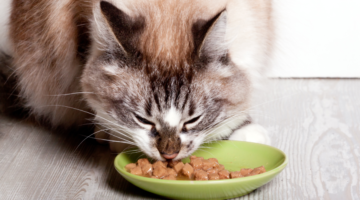 Kidney failure in cats: how can you help?