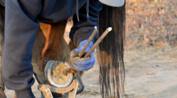 Blutergüsse bei Pferden: eine Prellung unter dem Huf