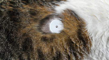 Freestyle sensors for monitoring diabetic cats