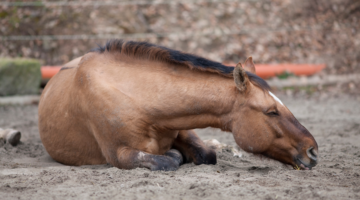 Colic in horses: the leading cause of death