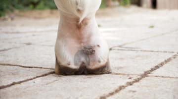Fratture: irritazione del pastorale nei cavalli