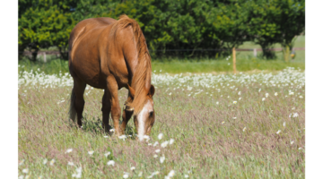 Cushing : un trouble métabolique du cheval vieillissant
