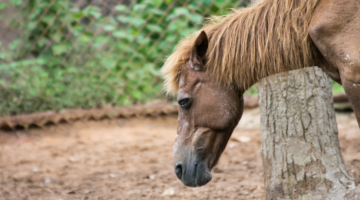 Cushing's syndrome: natural approaches in horses