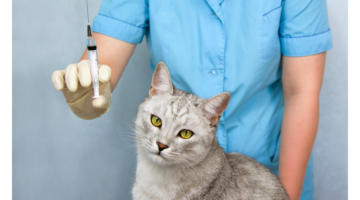 ¿Cómo debe tratarse la diabetes en los gatos?