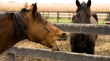 Enfisema: uno sguardo più attento a questa malattia respiratoria degli equini