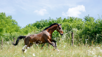 Come deve essere gestito un cavallo enfisematoso?