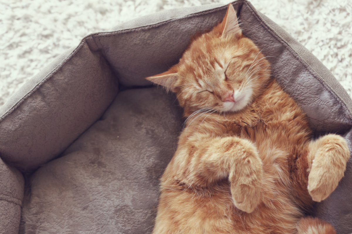 chat roux qui dort dans son panier