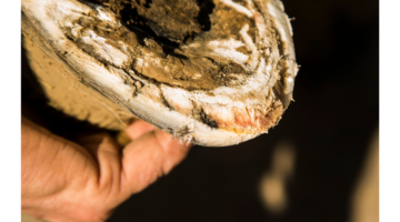 Laminitis: how to recognise the signs?