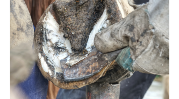 Hormigas en los caballos