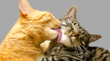 Conoscere e prevenire la leucemia felina (FeLV)