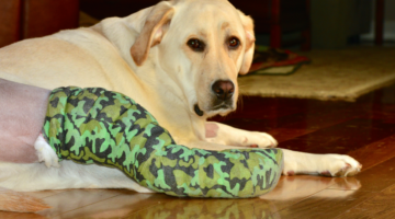 Rotura del ligamento cruzado en perros: ¿qué se puede hacer?