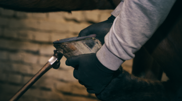 Strahlbein-Syndrom bei Pferden