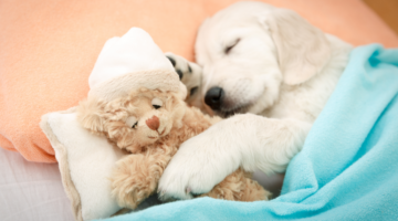 Parvovirose canina: uma doença viral fatal