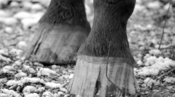 Seime: dieser Riss im Huf des Pferdes