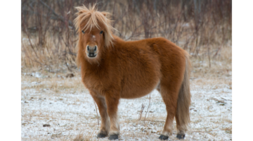 Fokus auf das Equine Metabolische Syndrom (EMS)