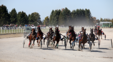 Tendonitis bij sportpaarden