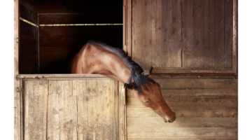 Comment soigner une tendinite chez le cheval de sport ?