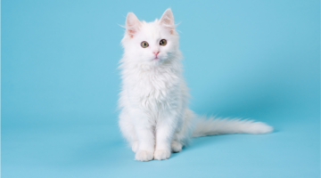 Tifo felino: vacine o seu gatinho!