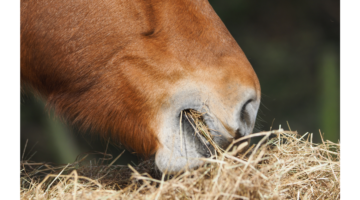 Magengeschwüre bei Pferden: Wie behandeln?