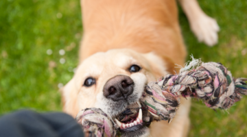 Zoom auf beißende Hunde