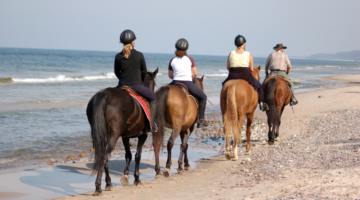 Natural recipes to prevent summer ailments in horses