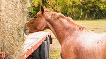 Foin et mycotoxines : impacts sur la santé des chevaux