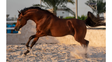 La gourme : une maladie respiratoire équine très contagieuse