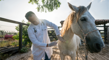 La grippe équine : un vaccin obligatoire