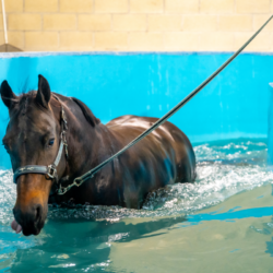 cheval pendant une séance de rééducation en bassin