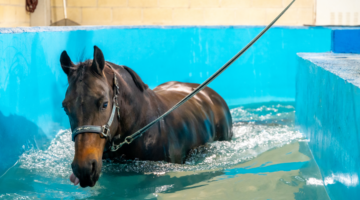 Australische Harper: ataxie veroorzaakt door een plant