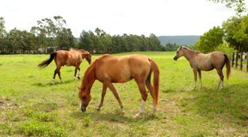 Prévenir la maladie de l'herbe chez les chevaux