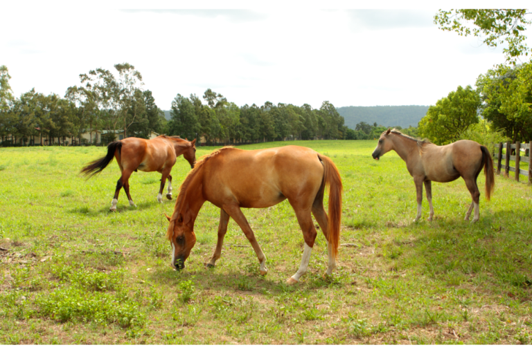 Beautiful view of Nasal Problems Caused By Eating Grass In Horses
