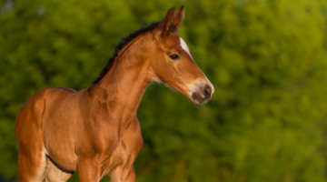 Juvenile osteochondral disorders in horses