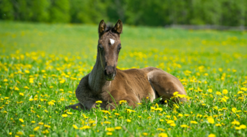Rhodococcosis: a major threat to foals
