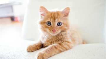 Anemia emolitica immunomediata: un disturbo idiopatico