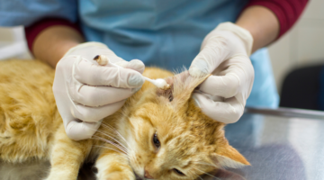 Ohrenkrätze: Was tun?