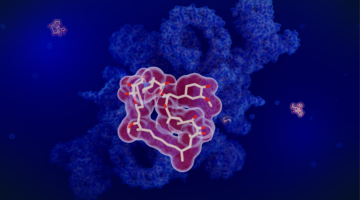 Rapamycin biology: Understanding mTOR complexes