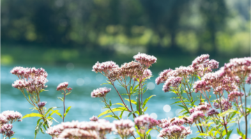 Valériane : un trésor botanique pour la gestion du stress