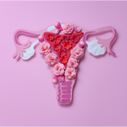 Illustration artistique de l'appareil reproducteur féminin montrant symboliquement l'utérus et les ovaires. L'image, avec des fleurs représentant les structures internes, reflète la protection de la réserve ovarienne par l'hormone anti-müllérienne (AMH) à travers l'activation du processus d'autophagie, essentiel à la survie des follicules primordiaux. Cette illustration visuelle souligne le rôle clé de l'AMH dans la préservation de la fertilité et la régulation des processus cellulaires au sein de l'ovaire.