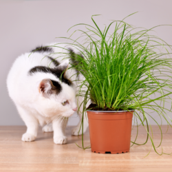 chat noir et blanc qui renifle un plan d'herbe à chat