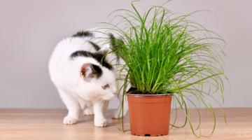 Autunno e gatti: come sconfiggere le palle di pelo?