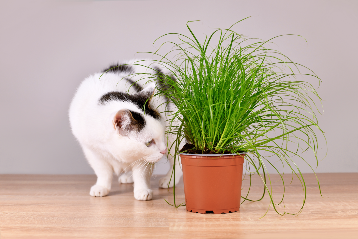 chat noir et blanc qui renifle un plan d'herbe à chat