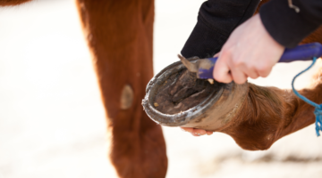 Mein Pferd hat faule Gabeln: Was kann ich tun?