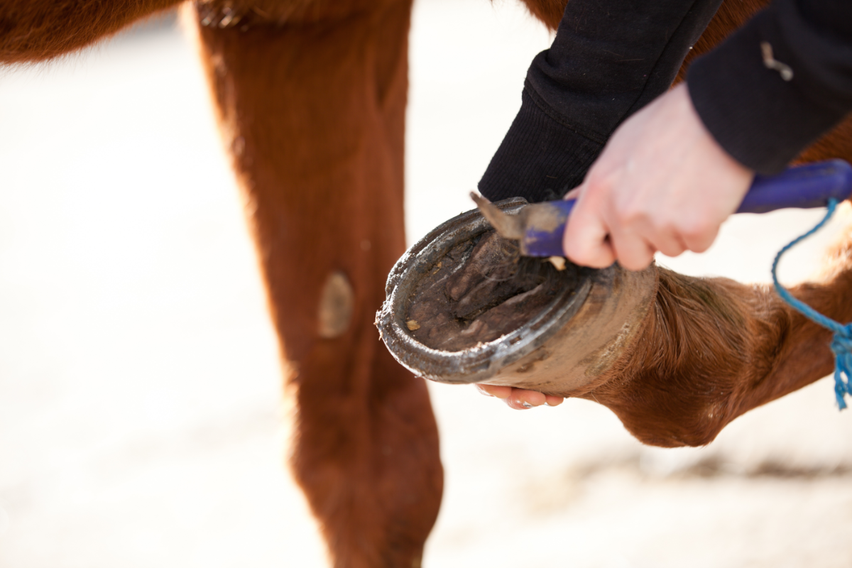 sabot d'un cheval entrain d'être nettoyé