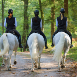 3 cavalières sur des chevaux gris en balade en forêt