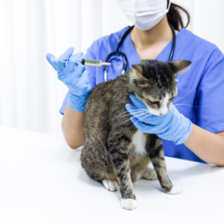 chat chez le vétérinaire