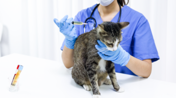 Lymphoma in cats: a devastating disease